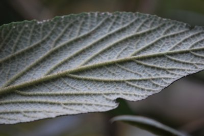 Viburnum rhytidophyllum - kalina vrásčitoliastá - rub listu